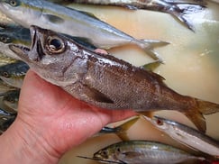 クロムツの寿司　デリバリー　出前