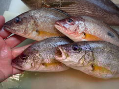 クロホシフエダイの寿司　デリバリー