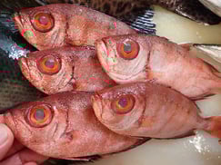 ホウセキキントキの寿司　デリバリー