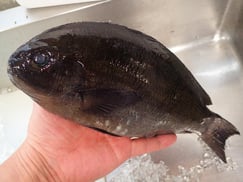 メジナの寿司　デリバリー