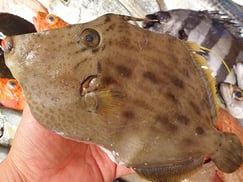 カワハギの肝和え　にぎり寿司　出前