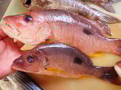 越中島　寿司　出前　クロホシフエダイ