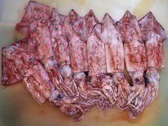 高級魚　ドスイカ　羅臼　未利用魚