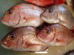 マダイの寿司　デリバリー