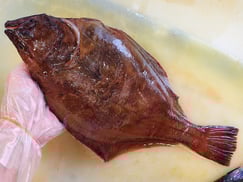 アカガレイ　北海道　産地直送