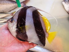 ムレハタタテダイの寿司　美味しいお寿司　出前