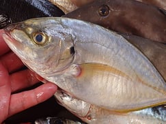 シマアジの寿司　出前