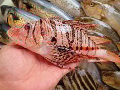 ミノカサゴの寿司　デリバリー