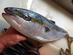 イナダの寿司　美味しいお寿司　出前