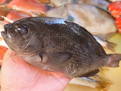 メジナの寿司　デリバリー　出前