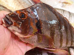 タカノハダイのにぎり寿司　出前