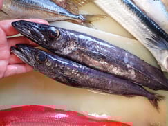 クロシビカマスの寿司　美味しいお寿司　出前