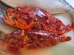 オニオコゼの寿司　美味しいお寿司　出前