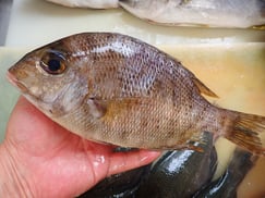 メイチダイの寿司　美味しいお寿司　出前