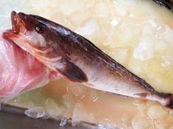 ホッケ　北海道　未利用魚