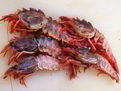 ガサエビ　ダイオウキジンエビ　羅臼　未利用魚