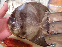 ツバメウオの寿司　デリバリー