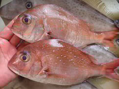 SDGs　真鯛　寿司　美味しいお寿司　出前