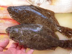 平目の寿司　デリバリー