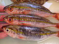 タカサゴの寿司　デリバリー