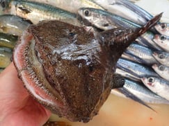 アンコウの寿司　美味しいお寿司　出前