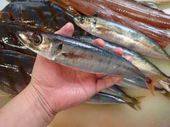 オアカアジの寿司　デリバリー