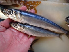 ウルメイワシの寿司　デリバリー