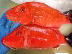 ホウライヒメジの寿司　デリバリー