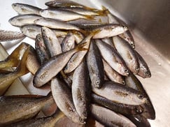 タカベの寿司　デリバリー