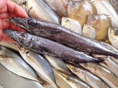 クロシビカマスの寿司　デリバリー　出前