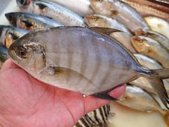 クロヒラアジの寿司　デリバリー