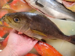 イサキの寿司　デリバリー