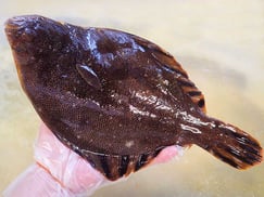 千代田区　寿司　出前　羅臼産　高級魚　マツカワガレイ