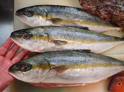 ヒラマサの寿司　美味しいお寿司　出前