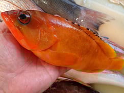 アカハタ の寿司　デリバリー