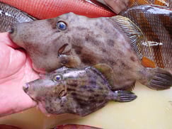 SDGs　未利用魚　カワハギ