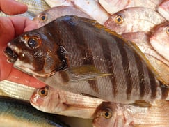 タカノハダイの寿司　デリバリー