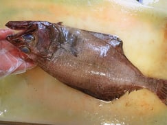 アブラガレイ　宅配寿司