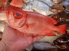 キントキダイの寿司　デリバリー