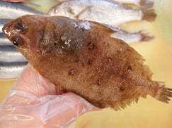 ヤナギガレイ　大船渡　未利用魚