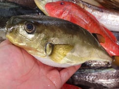 シロサバフグの寿司　デリバリー