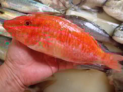 ウミヒゴイの寿司　美味しいお寿司　出前