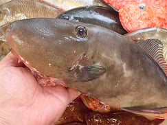 ウマヅラハギの寿司　出前