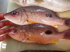 クロホシフエダイの寿司　デリバリー