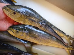 シイラの寿司　美味しいお寿司　出前