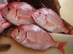 チダイ　大船渡　未利用魚