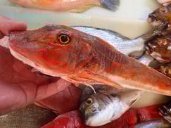 ホウボウの寿司　デリバリー