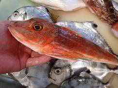 ホウボウの寿司　デリバリー