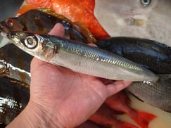 ウルメイワシの寿司　デリバリー