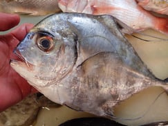 イトヒキアジの寿司　デリバリー